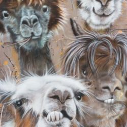 Lama 2017 80x120 A