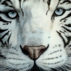 Tiger 2002 Weiss 80x100